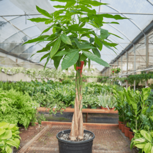 Money Tree