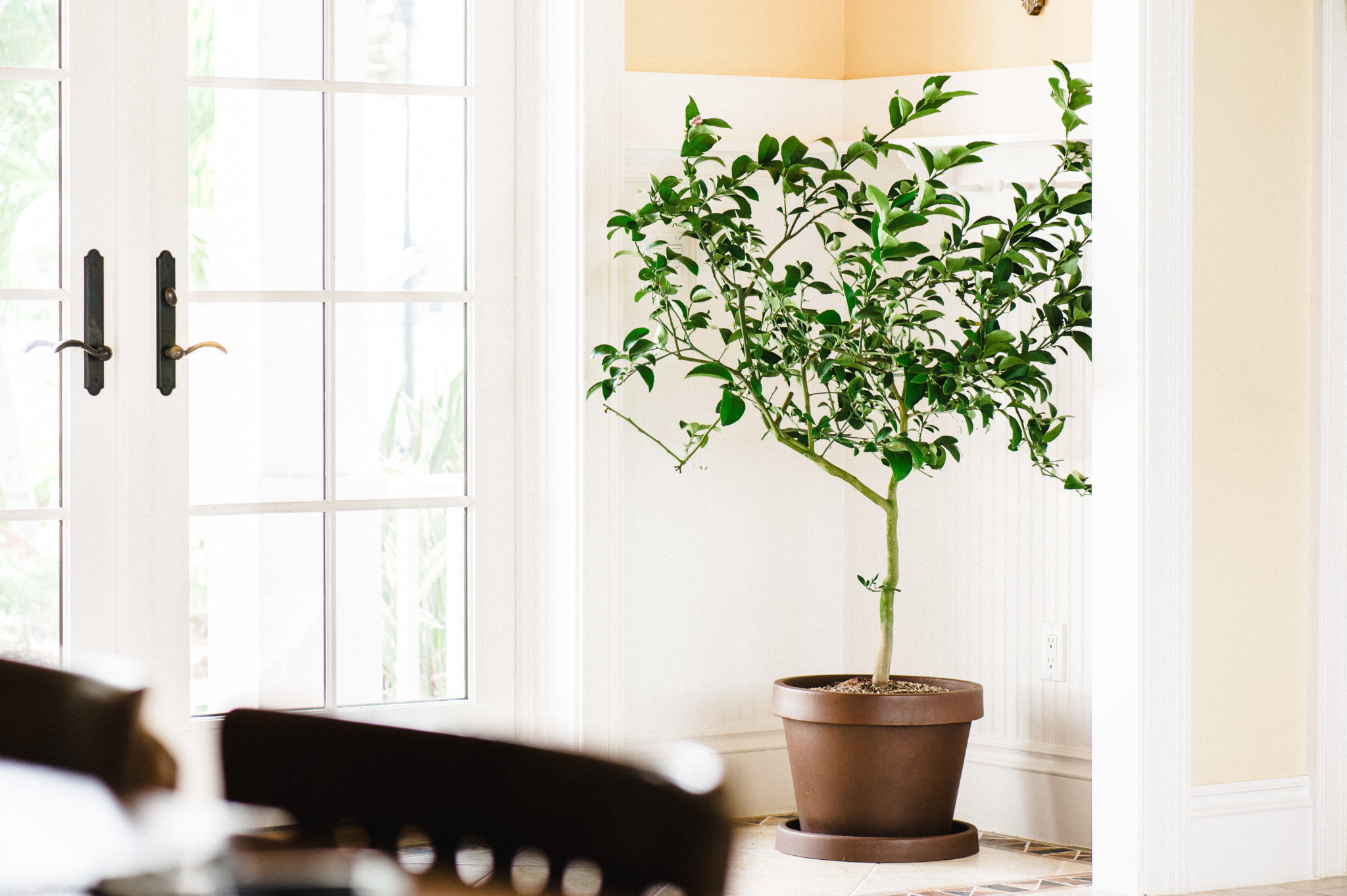 Can Orange Trees Grow Indoors? - Yarden