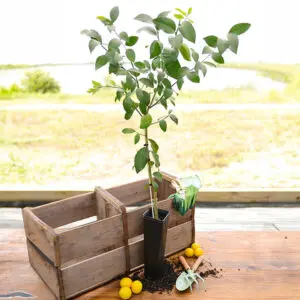 Improved Meyer Lemon Tree