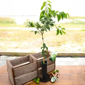 Key Lime Tree