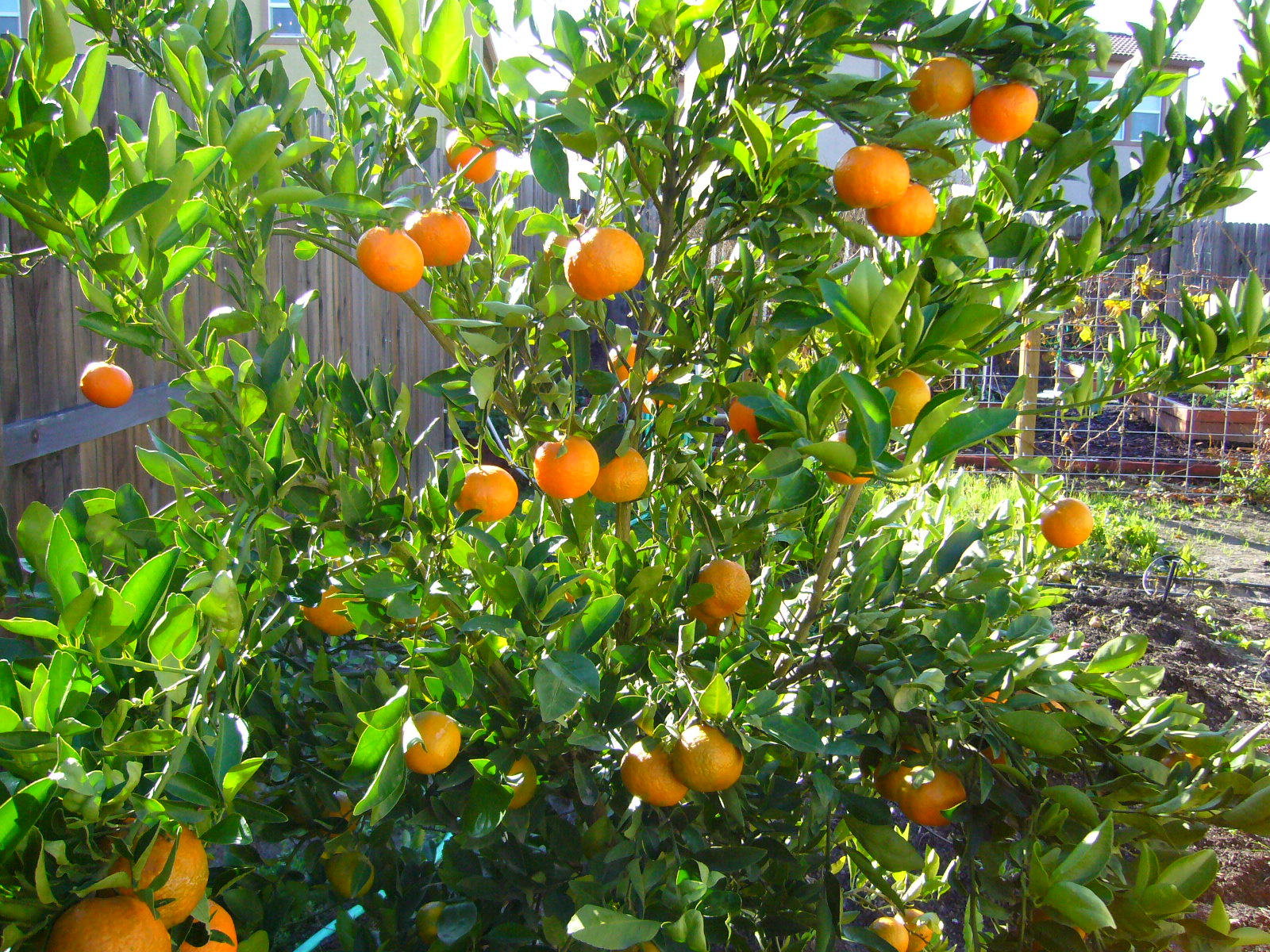 Are Tangerine Trees SelfPollinating? Yarden