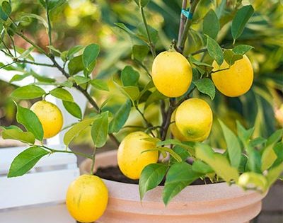 eureka-lemon-tree for sale 3