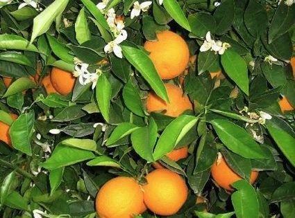 main washington-navel-orange tree