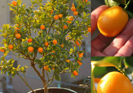 Meiwa Kumquat Tree01