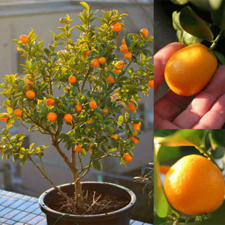 What are the Types of Kumquat Trees - Yarden