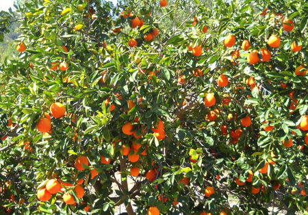 Minneola Honeybell Tangelo Tree03