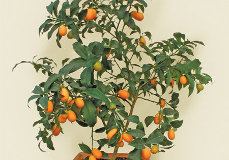 Nagami Kumquat Tree03