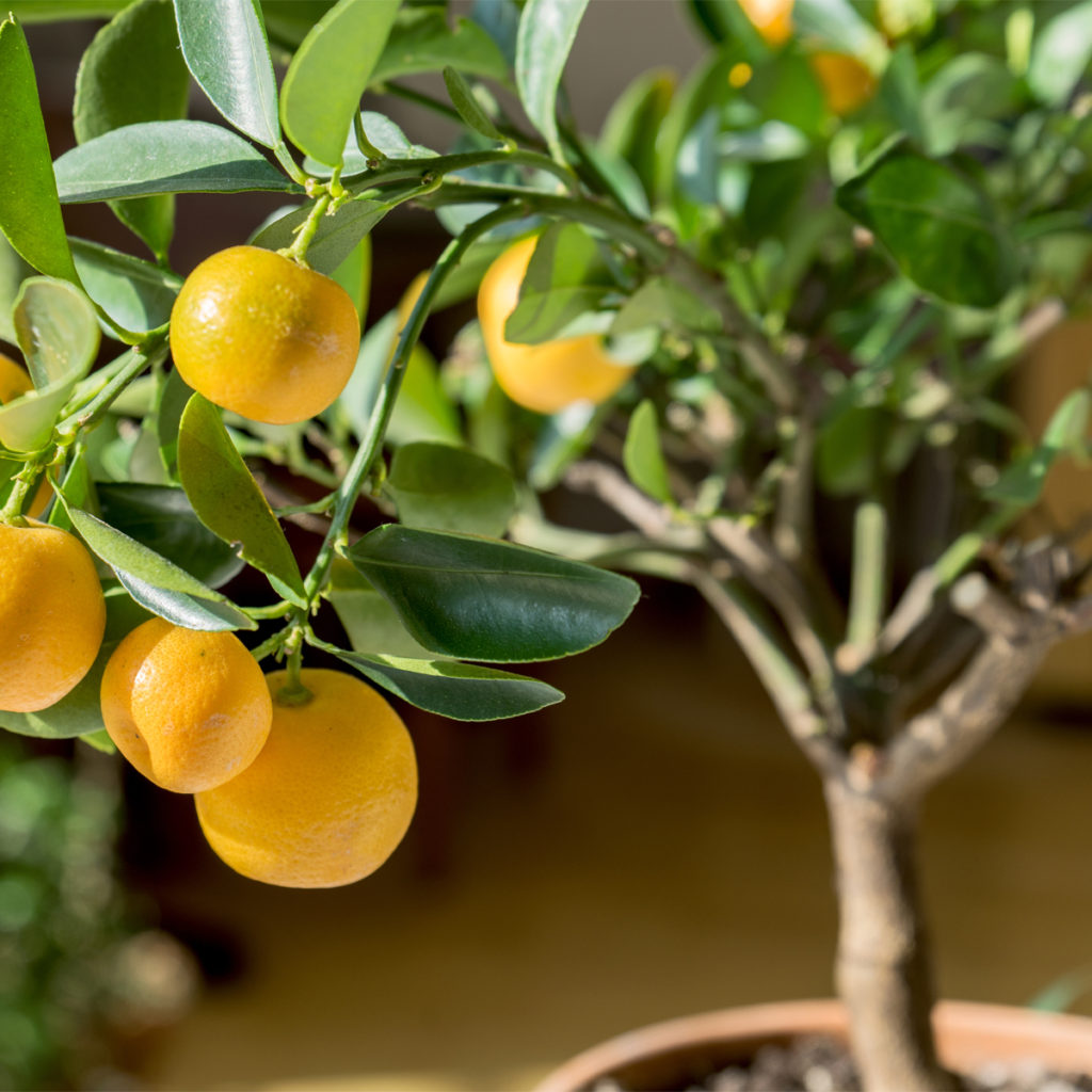 Dwarf Valencia Orange Tree | Buy Valencia Orange Trees | Citrus.com