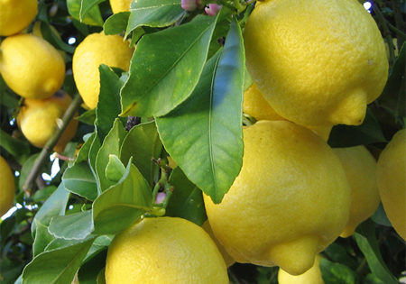 Eureka Lemon Tree