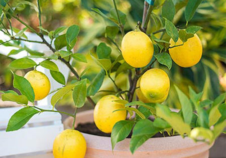 Eureka Lemon Tree