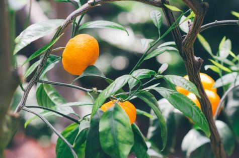 Citrus trees