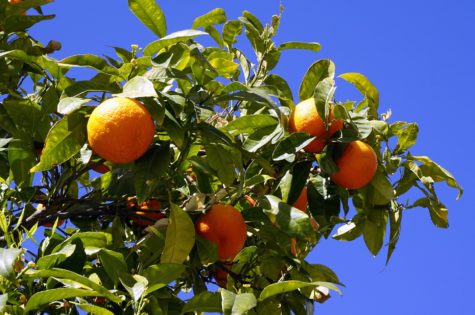 How To Grow Productive Citrus Trees