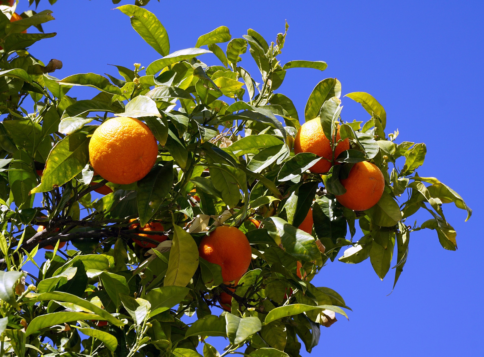 How Long Do Citrus Trees Take To Grow How Long Do Citrus Trees Take To Grow