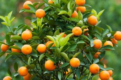 Dwarf Brown Select Satsuma Tree 03