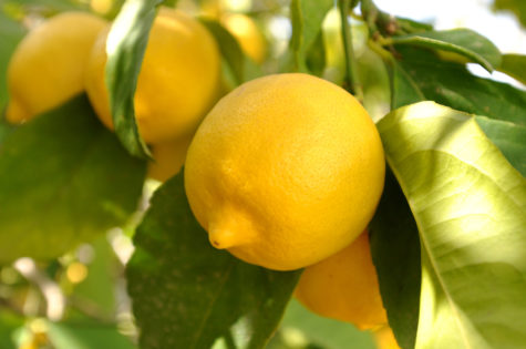 Dwarf Eureka Lemon Tree 01