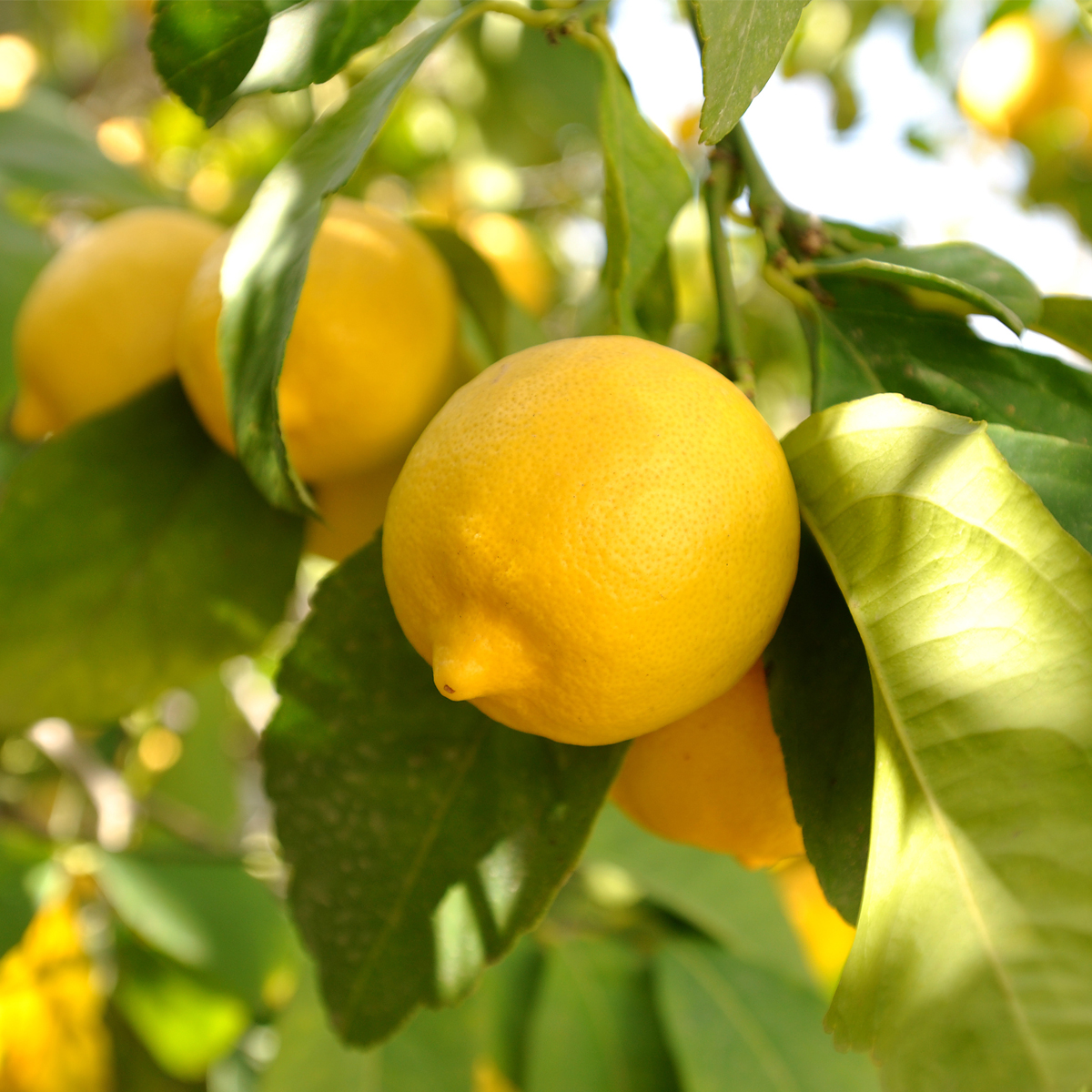 Dwarf Eureka Lemon Tree 01