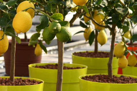 Dwarf Eureka Lemon Tree 03