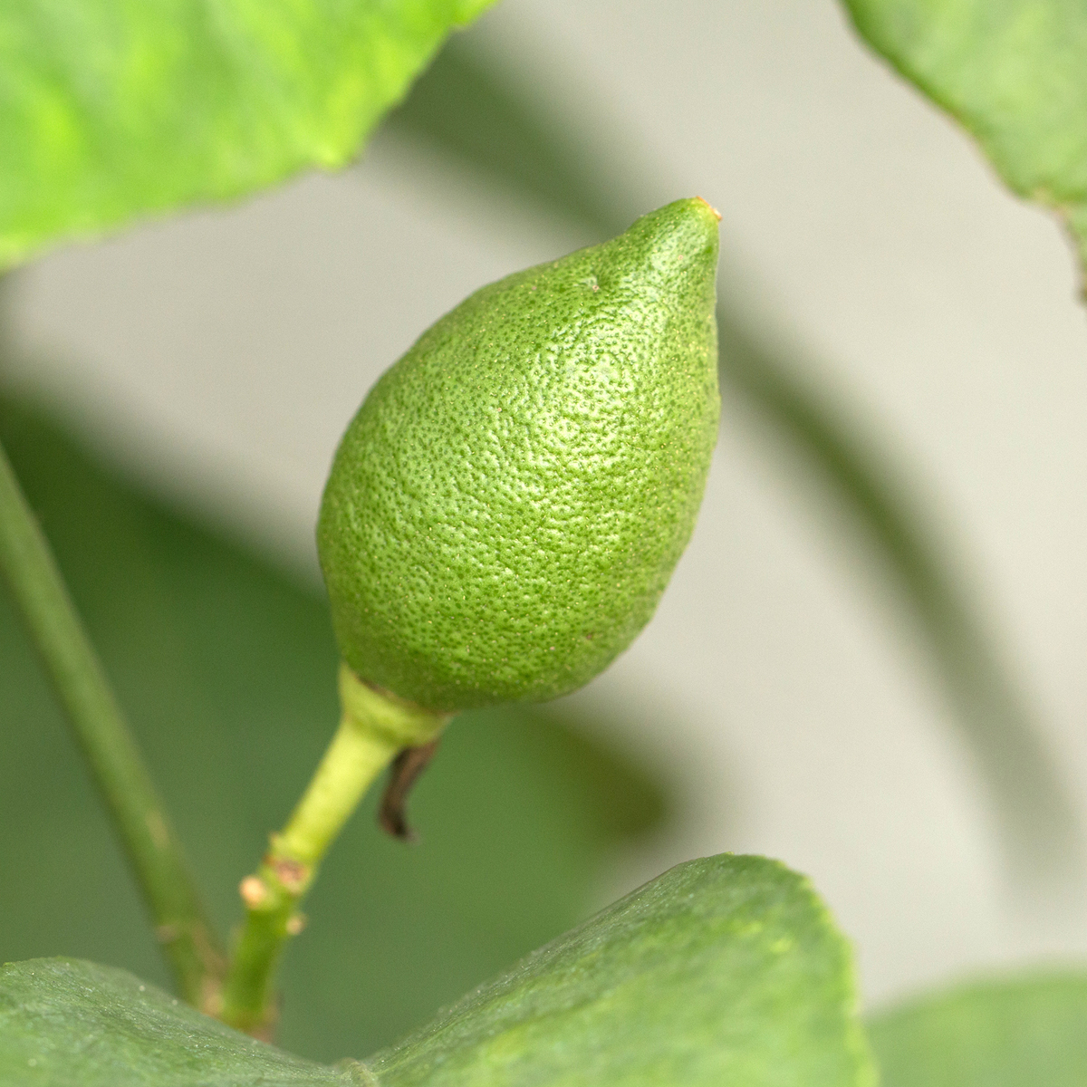 Small Lemon Tree Dwarf Eureka Lemon Tree