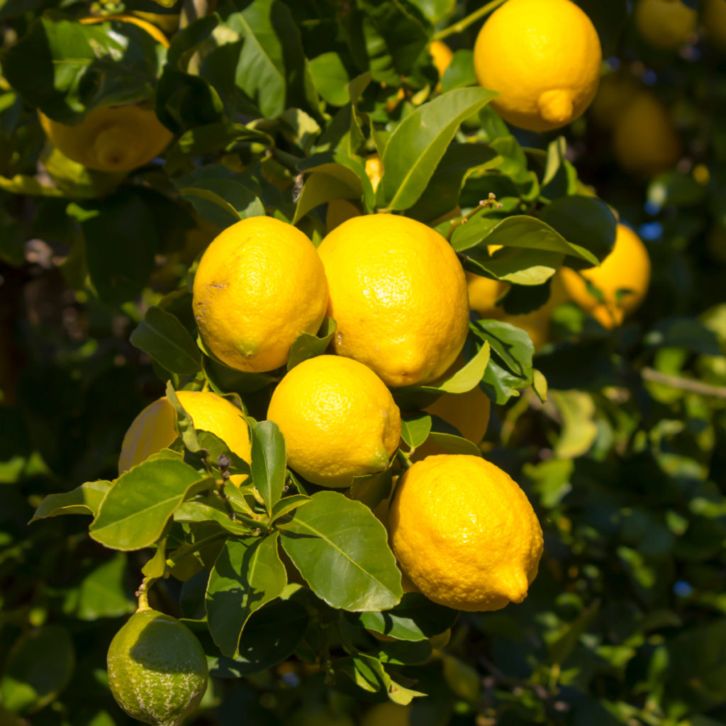 Small Lemon Tree Dwarf Eureka Lemon Tree