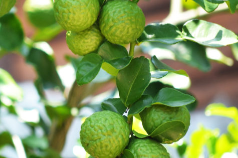 Dwarf Kaffir Lime Tree 01