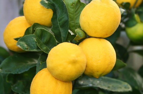 Dwarf Meyer Lemon Tree 02