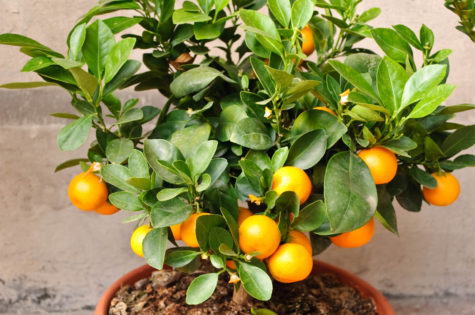 Dwarf Owari Satsuma Tree 01