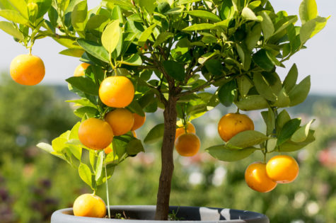 Dwarf Washington Navel Orange Tree 05