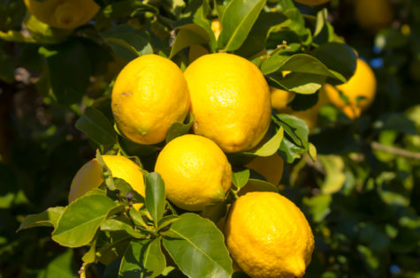 Eureka Lemon Tree 08