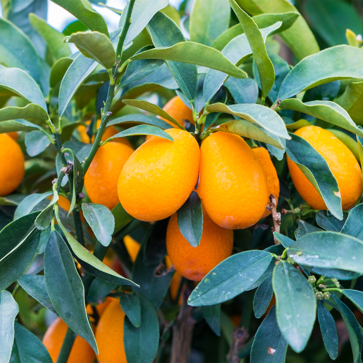 Meiwa Kumquat Tree Meiwa Kumquat Tree For Sale