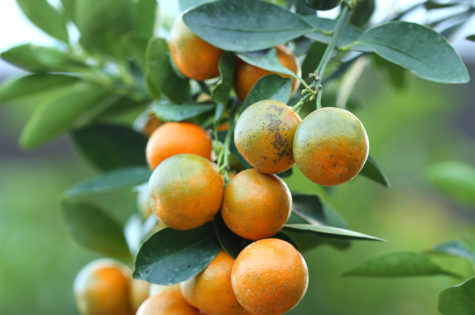 Meiwa Kumquat Tree 04