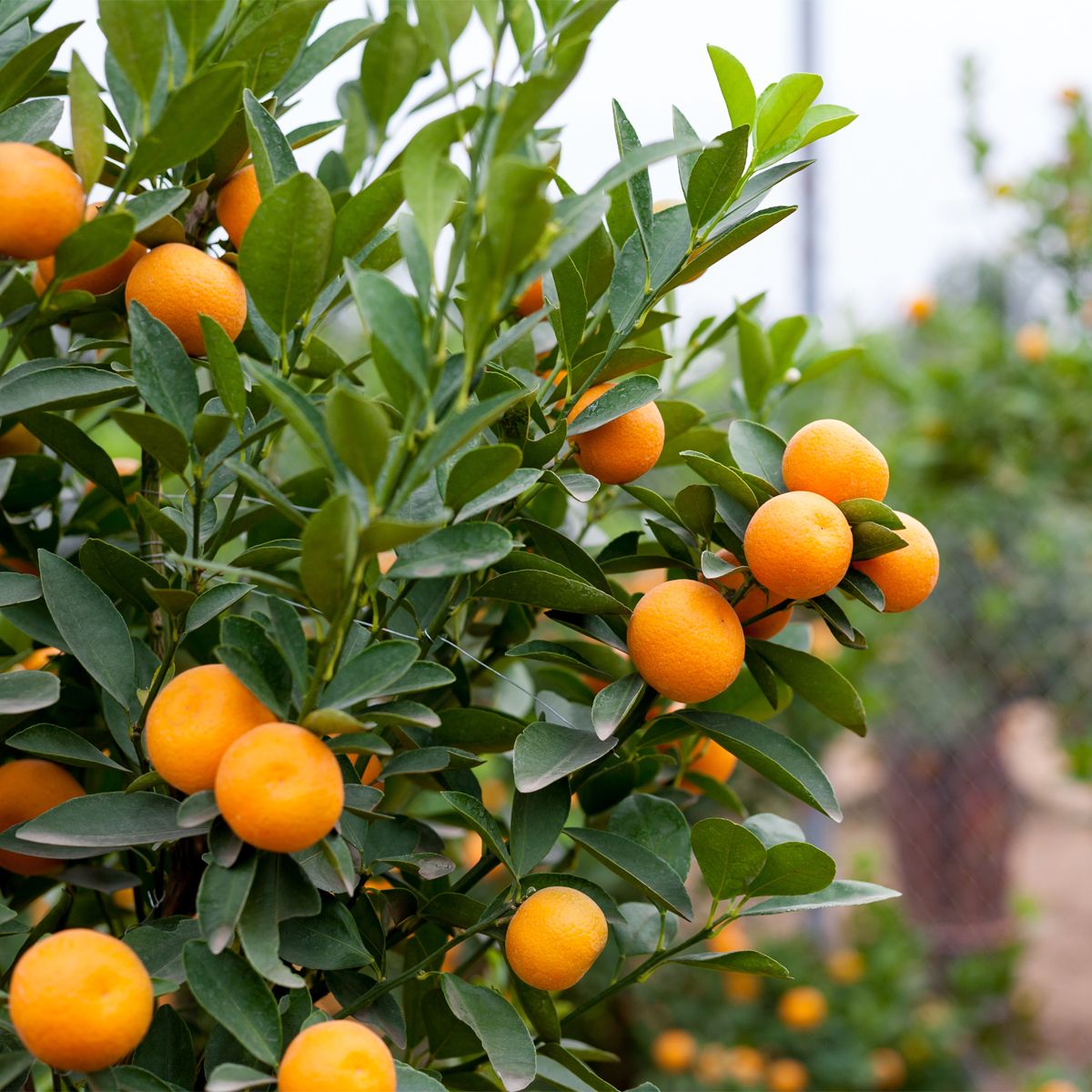 Nagami Kumquat Tree For Sale Nagami Sour Kumquat