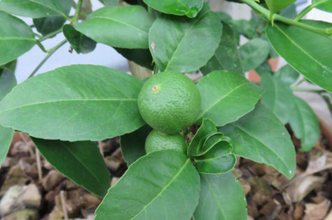 Dwarf Persian (Bearss) Lime Tree