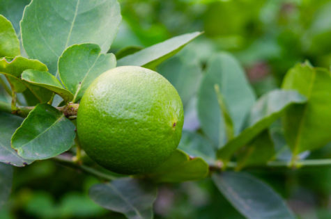 Persian (Bearss) Lime Tree