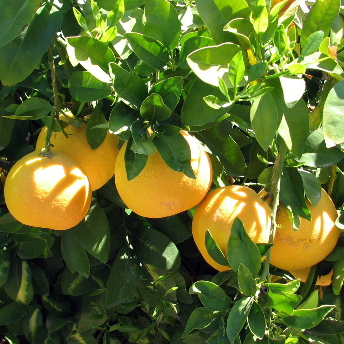 How Much Water Should a Ruby Red Grapefruit Tree Get? - Yarden
