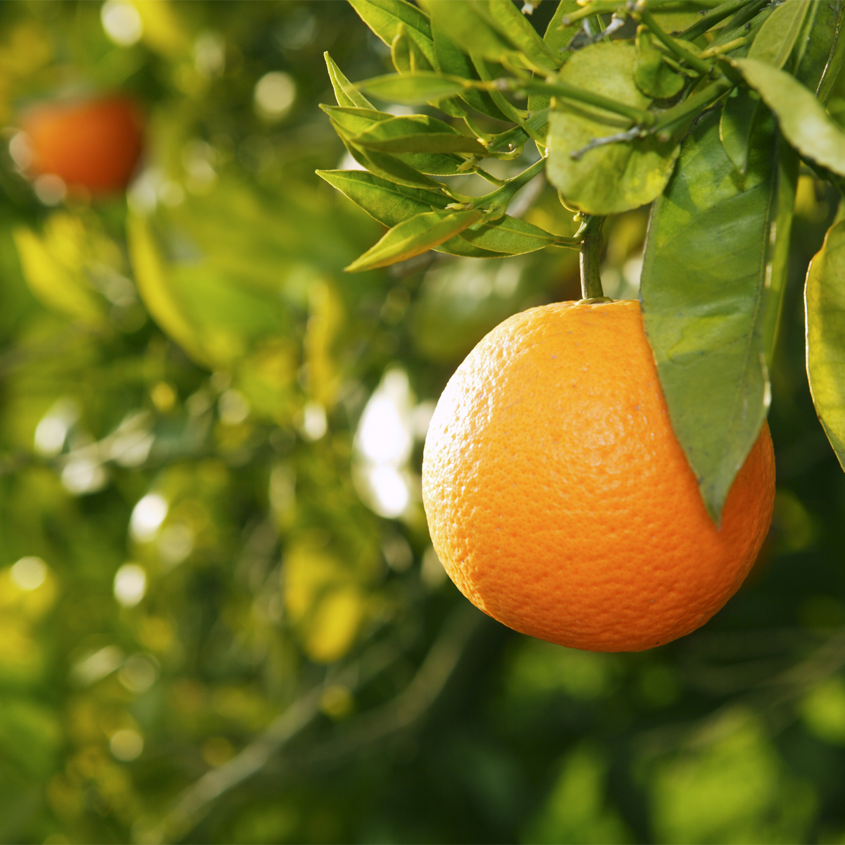 Dwarf Valencia Orange Tree | Buy Valencia Orange Trees | Citrus.com