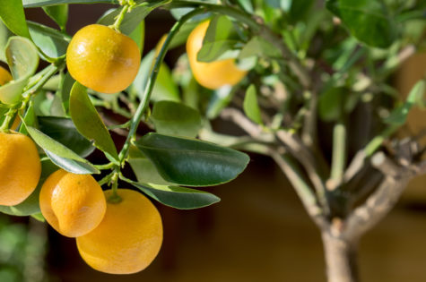 Valencia Orange Tree 06