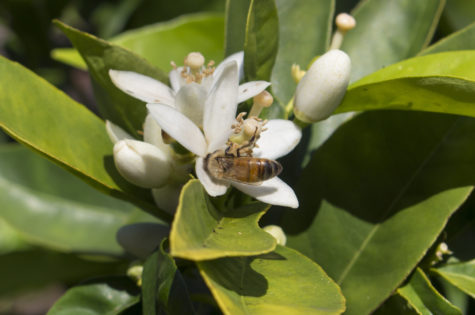 Washington Navel Orange Tree 03