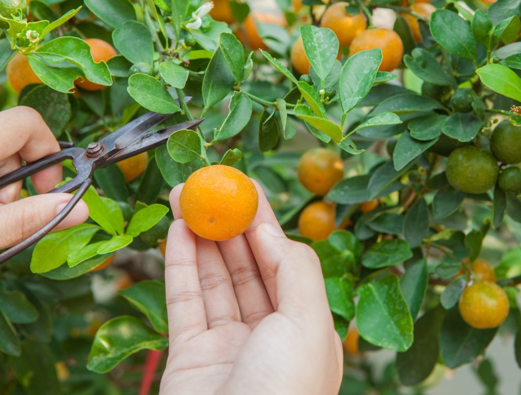 Growing Citrus - Citrus.com