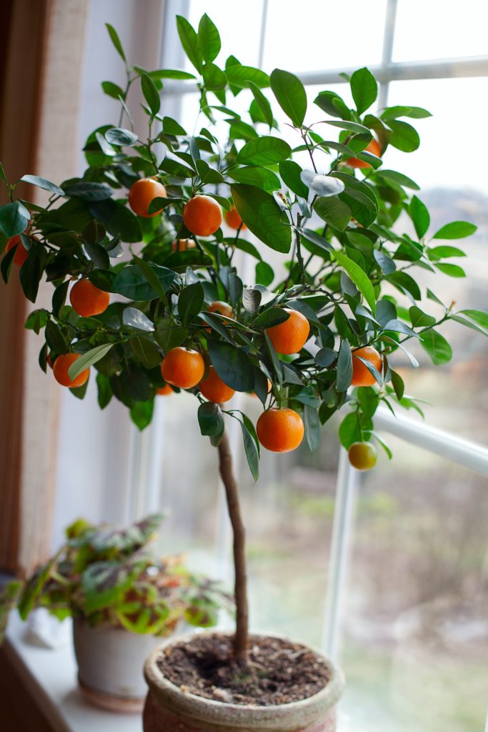 Growing Citrus - Citrus.com