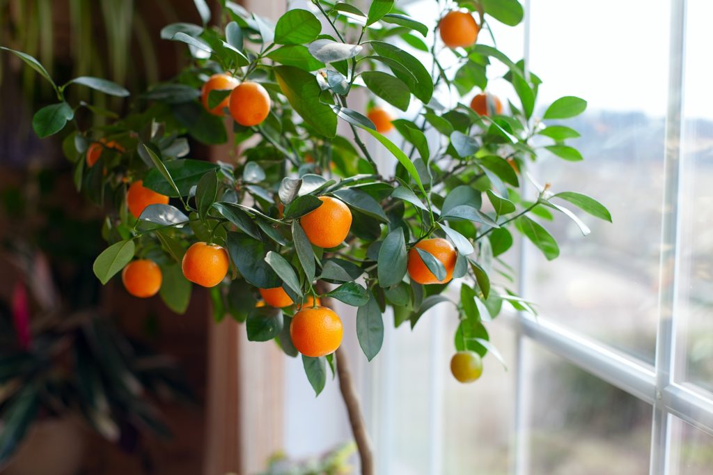 Growing Citrus - Citrus.com