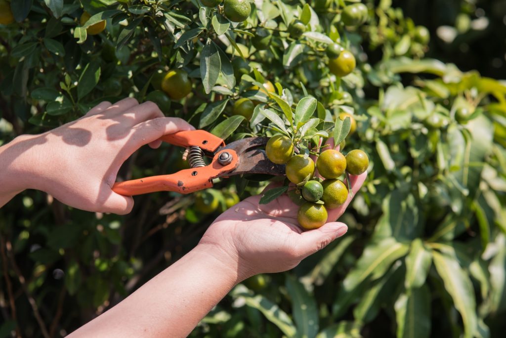 Growing Citrus - Citrus.com