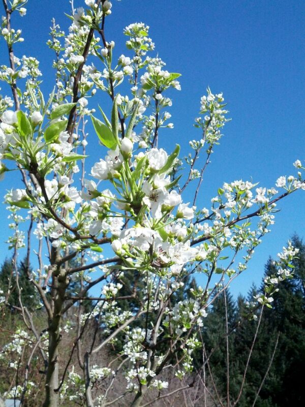 20th Century Asian Pear Tree 2