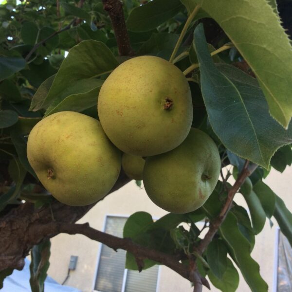 20th Century Asian Pear Tree