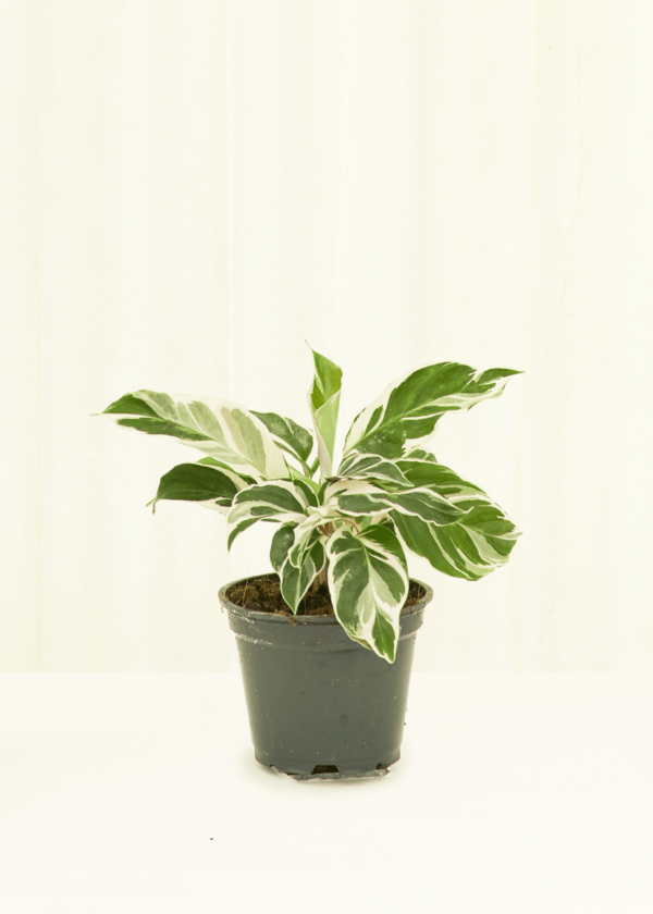 4CALATHEA_WHITEFUSION