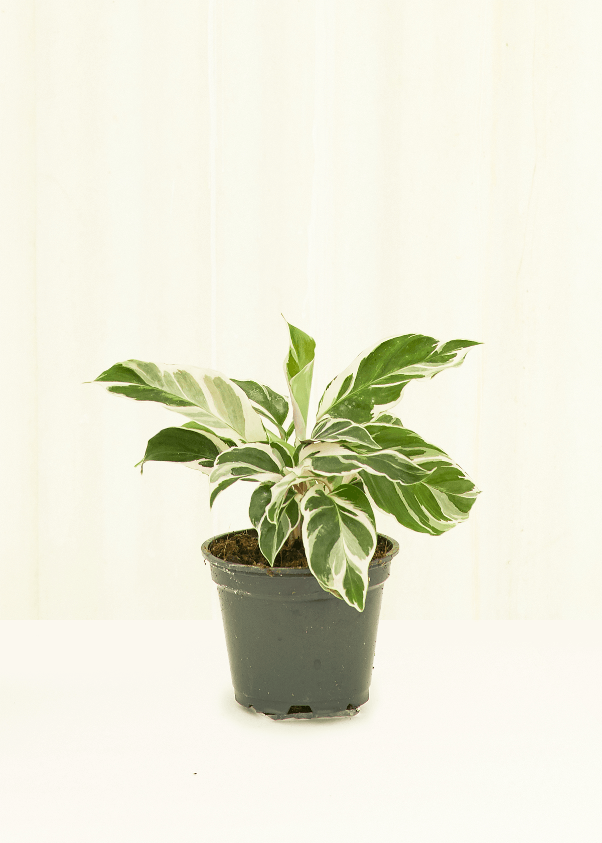 Calathea White Fusion (Pot: Grower Pot)