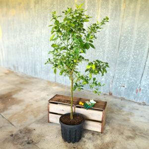 Yarden Calamondin Tree