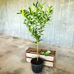 5gal standard kaffir lime-1