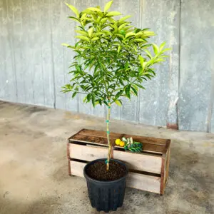 5gal standard nagami kumquat-2