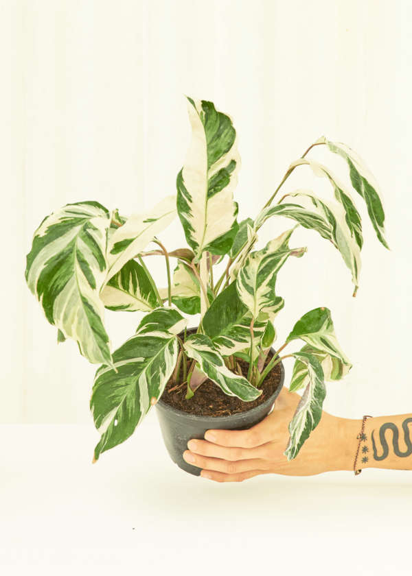 6CALATHEA_WHITEFUSION