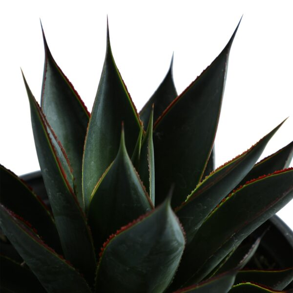 Agave x Blue Glow main